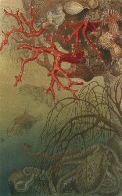 Coral rojo de European School